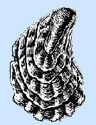 Pacific Shellfish Institute