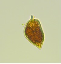 Photo of <em>Margalefidinium spp. (Cochlodinium spp.) from Pt. Jefferson August 2012.</em>